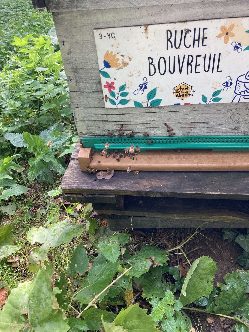La ruche Bouvreuil