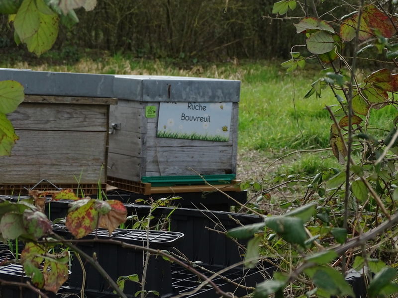 La ruche Bouvreuil