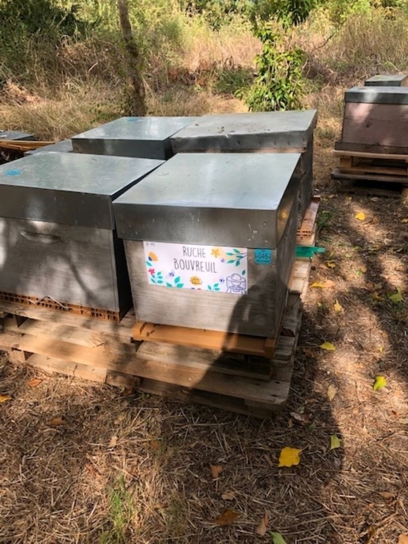 La ruche Bouvreuil