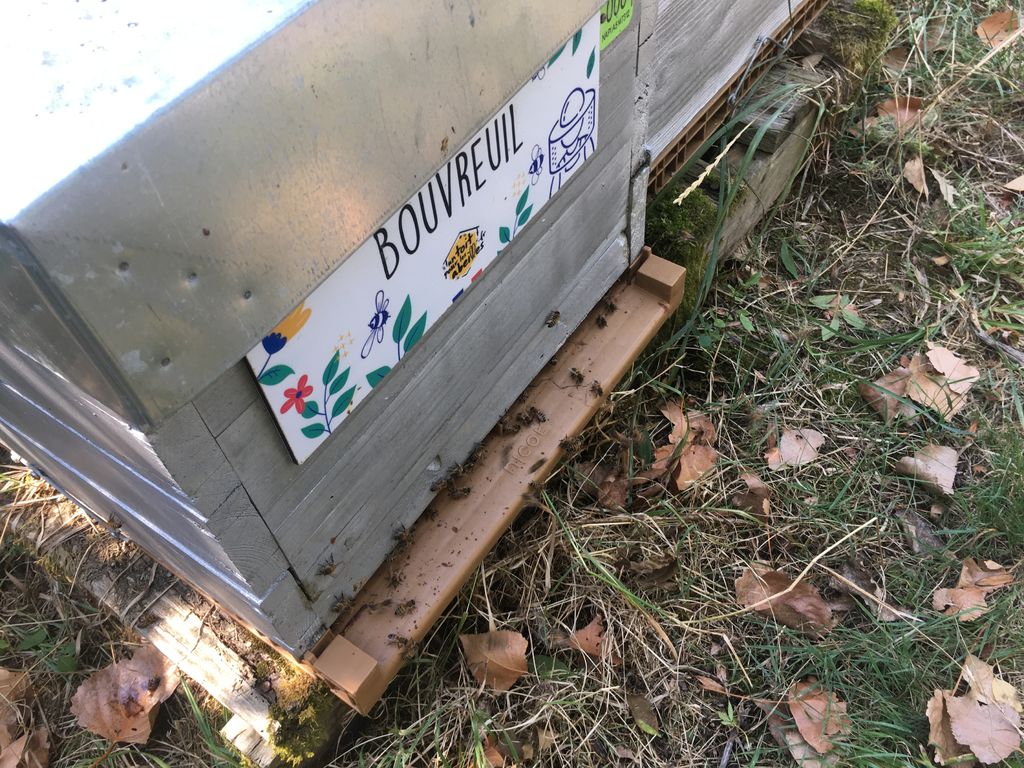 La ruche Bouvreuil