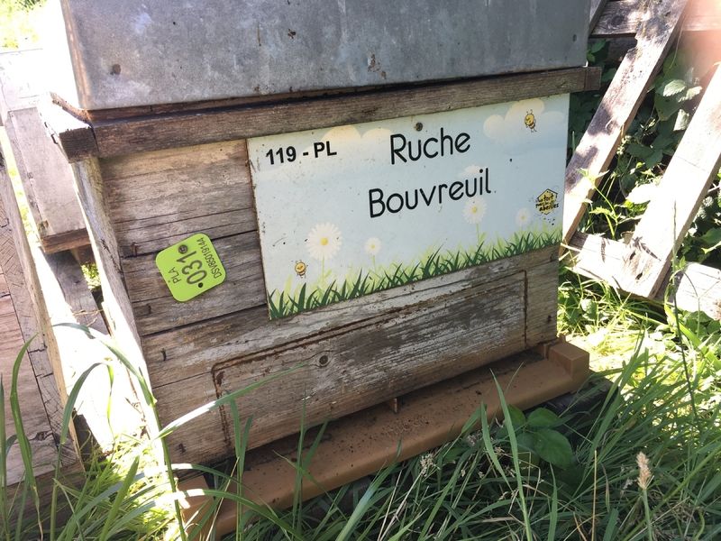 La ruche Bouvreuil