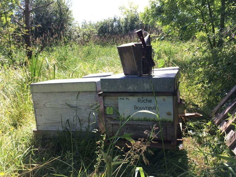 La ruche Bouvreuil