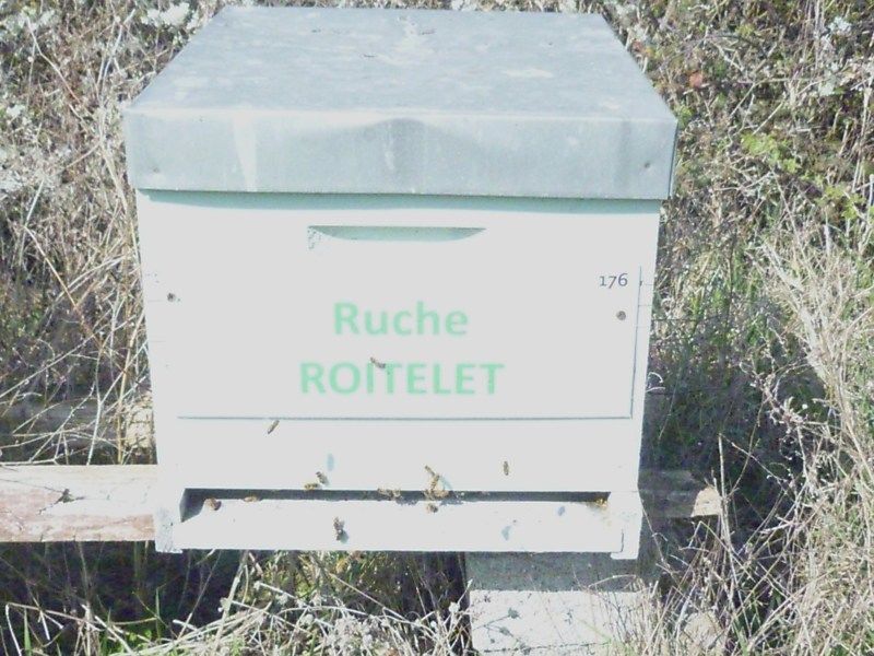 La ruche Roitelet