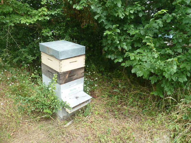 La ruche Roitelet