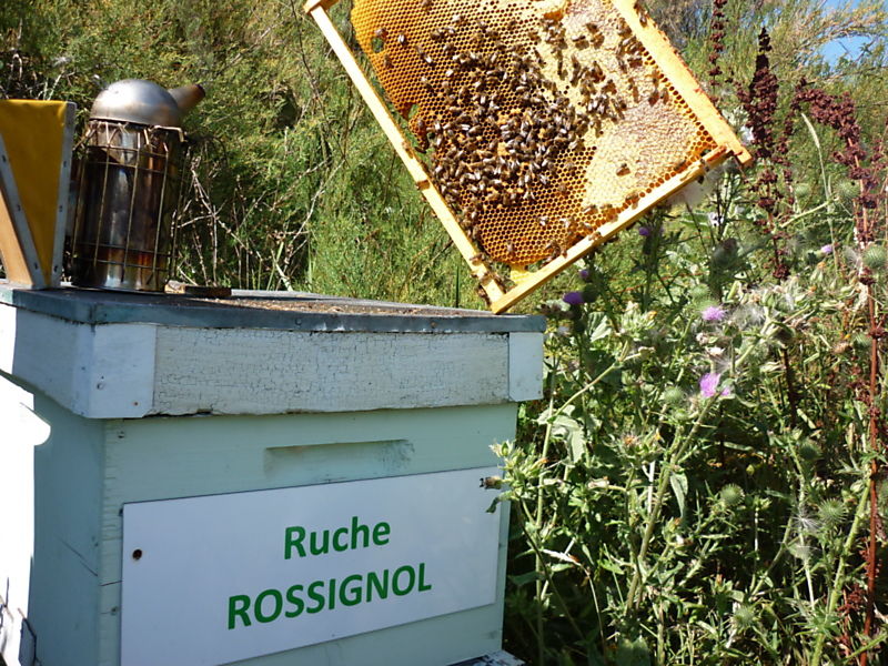 La ruche Rossignol