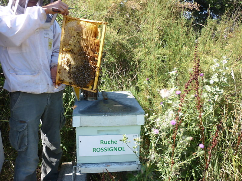 La ruche Rossignol