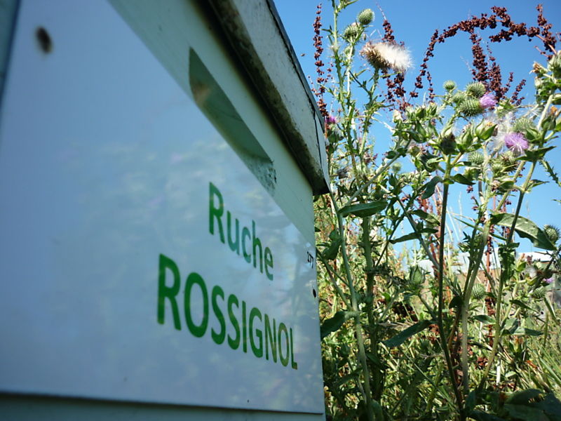 La ruche Rossignol