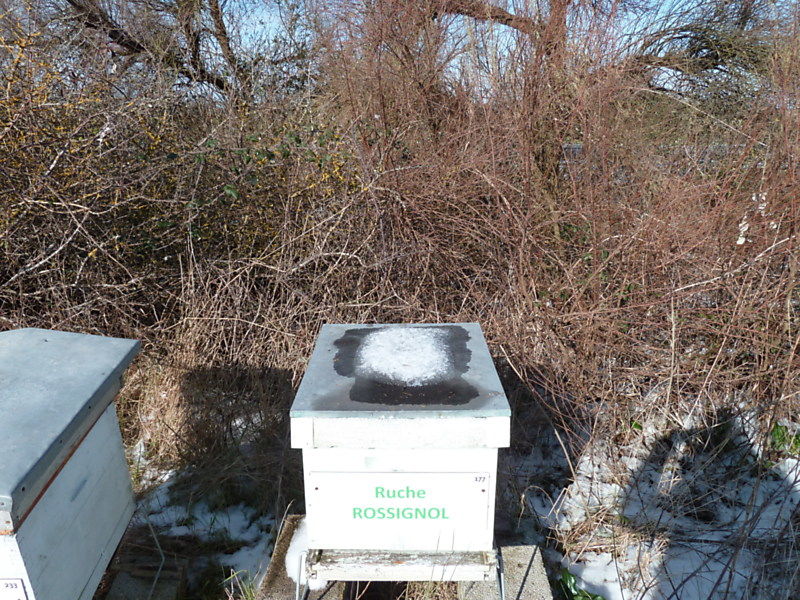 La ruche Rossignol