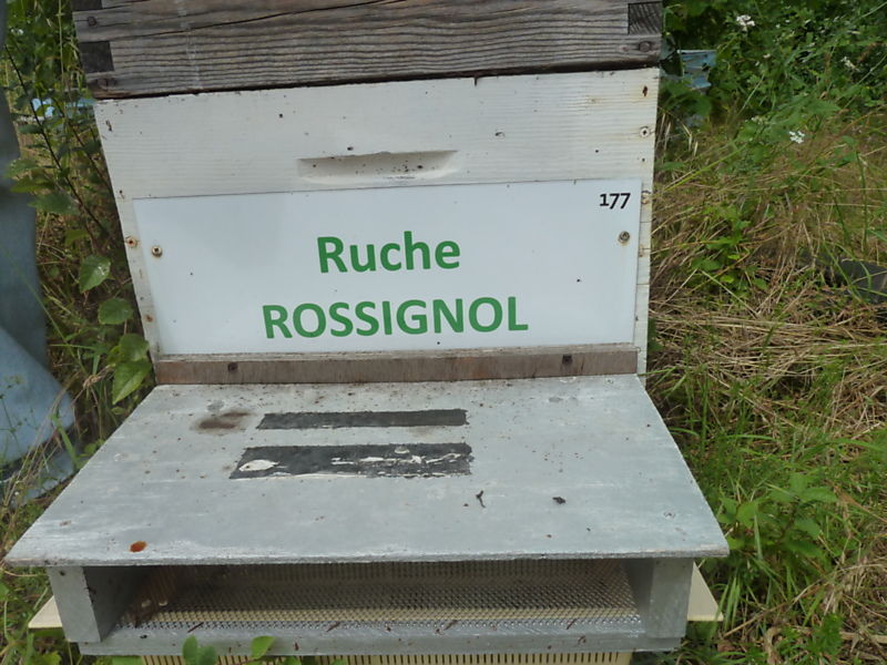 La ruche Rossignol