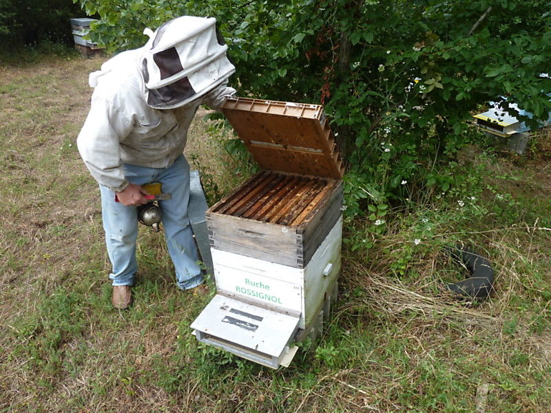 La ruche Rossignol
