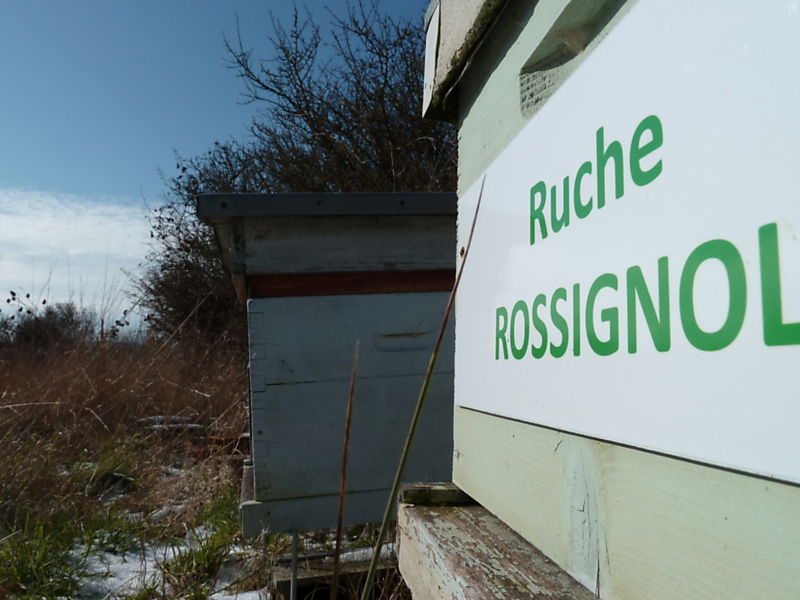 La ruche Rossignol