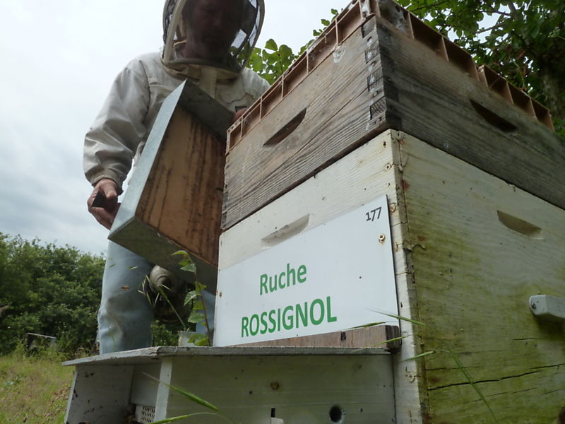 La ruche Rossignol