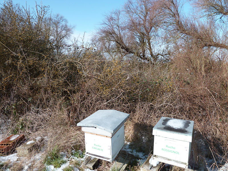 La ruche Rossignol