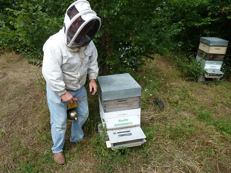 La ruche Rossignol