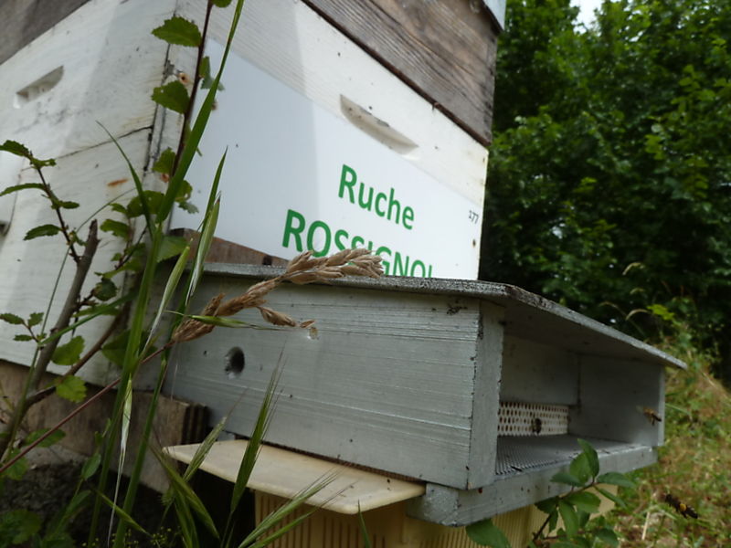 La ruche Rossignol