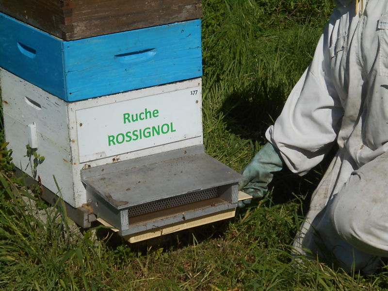 La ruche Rossignol