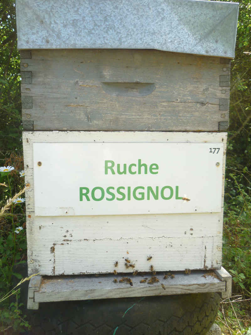 La ruche Rossignol