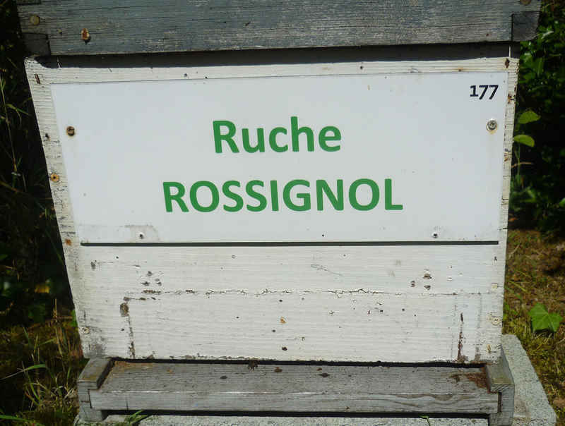 La ruche Rossignol