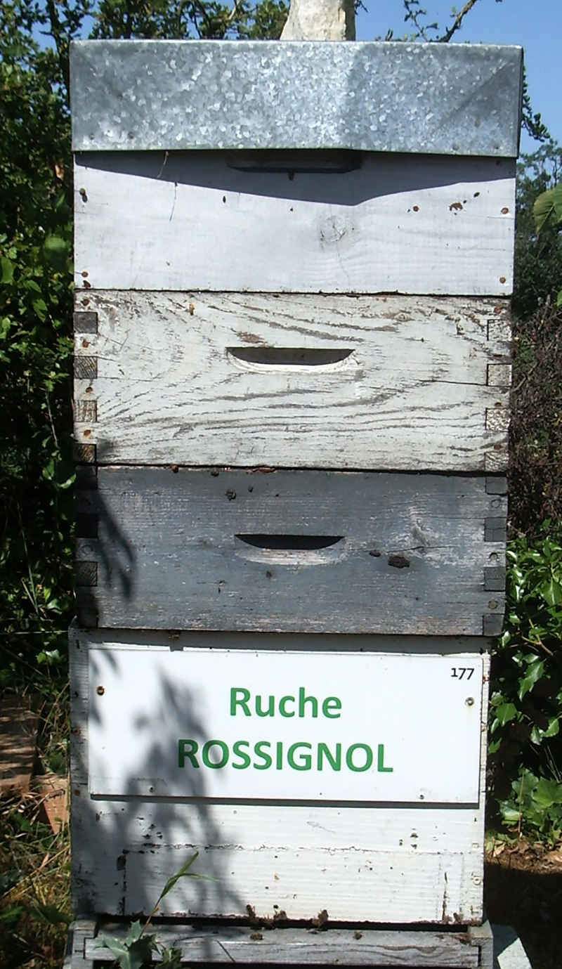 La ruche Rossignol