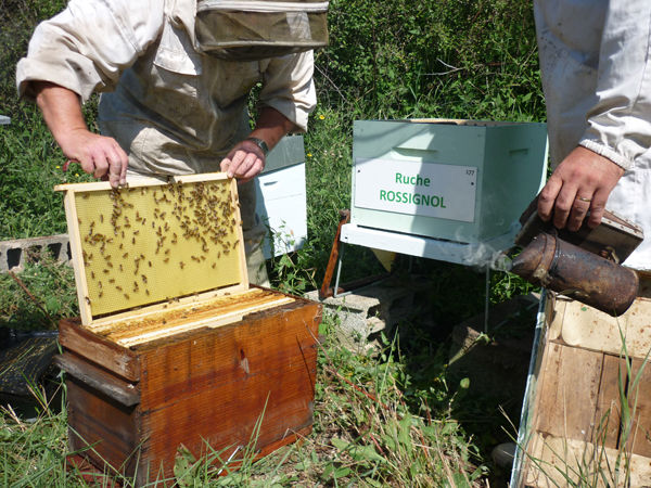La ruche Rossignol