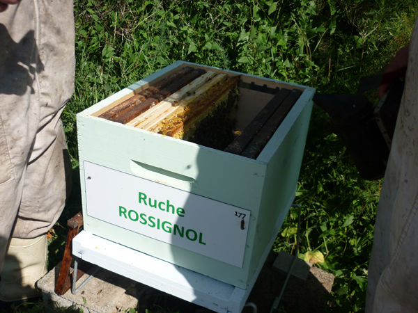 La ruche Rossignol