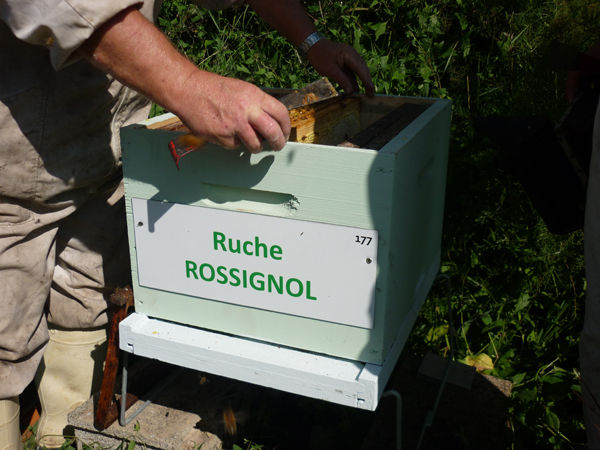 La ruche Rossignol