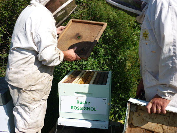 La ruche Rossignol