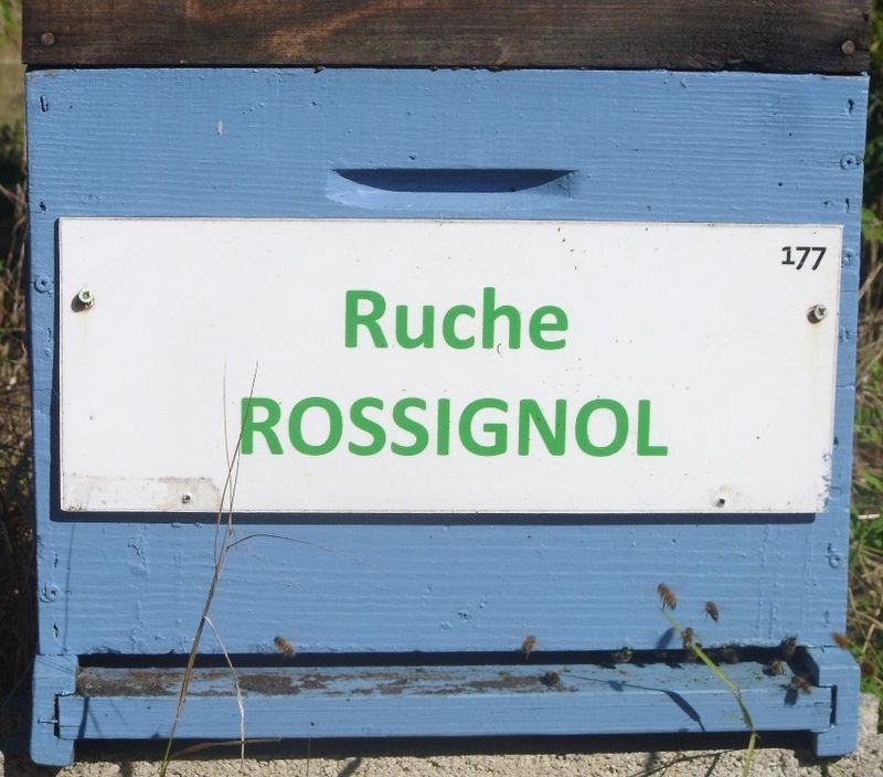 La ruche Rossignol