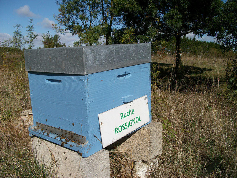 La ruche Rossignol