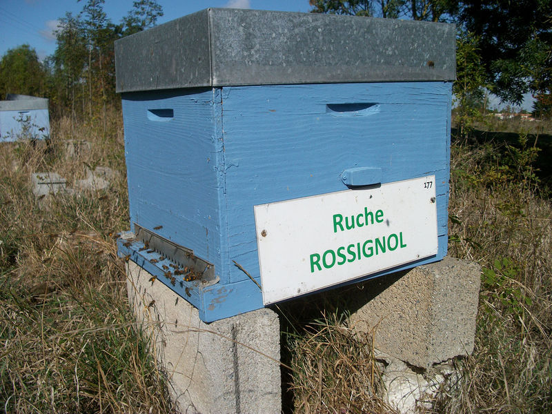 La ruche Rossignol