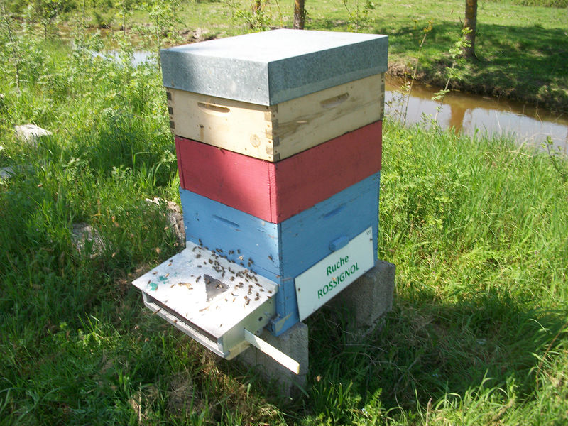 La ruche Rossignol