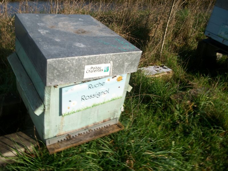 La ruche Rossignol