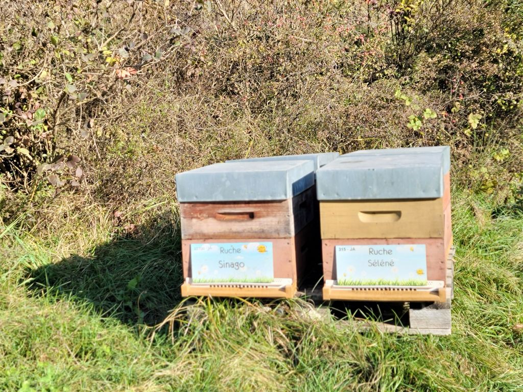 La ruche Séléné