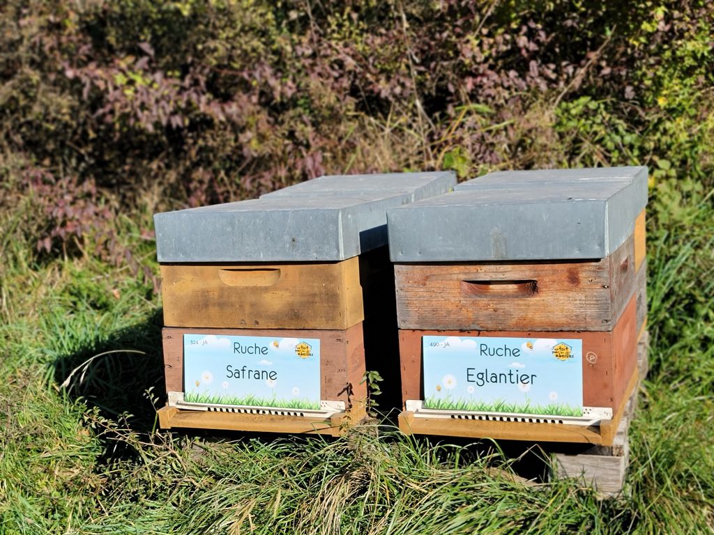 La ruche Safrane