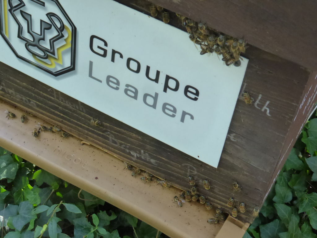 La ruche GROUPE LEADER