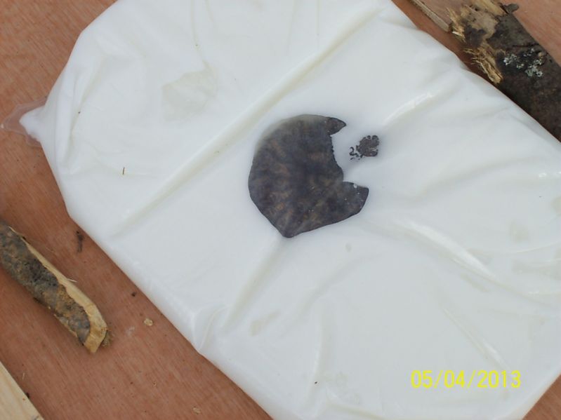 La ruche Fée des neiges