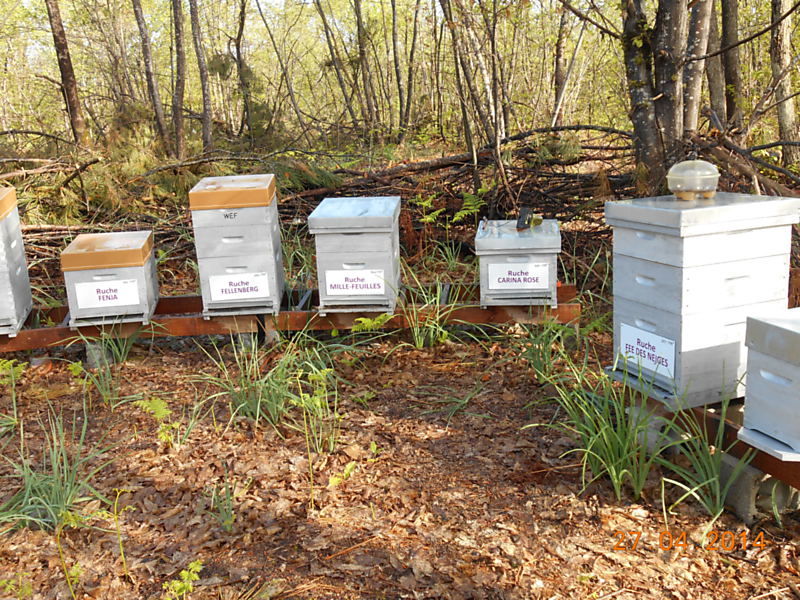 La ruche Fée des neiges