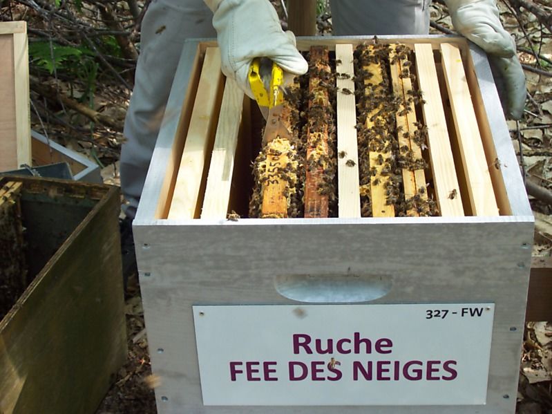 La ruche Fée des neiges