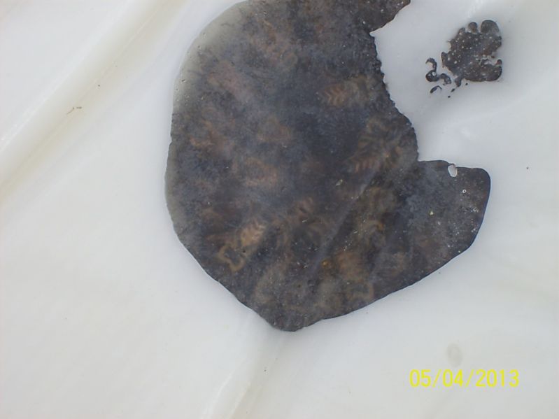 La ruche Fée des neiges