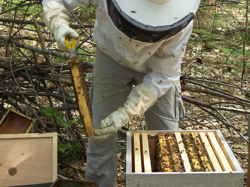 La ruche Fée des neiges