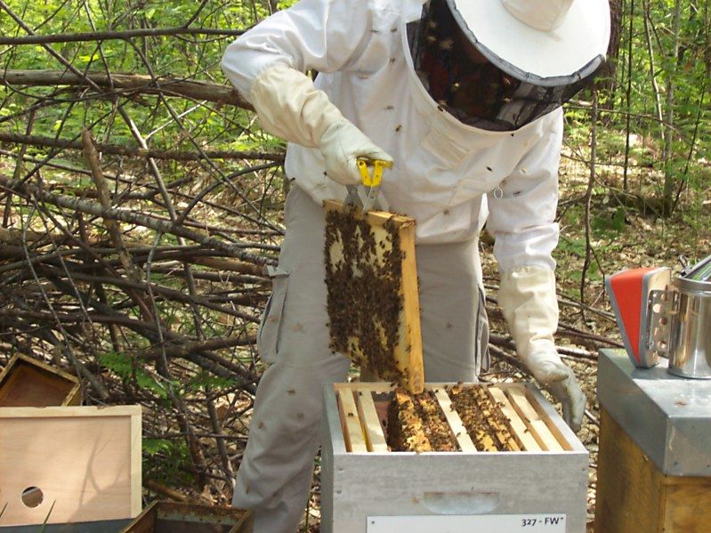 La ruche Fée des neiges