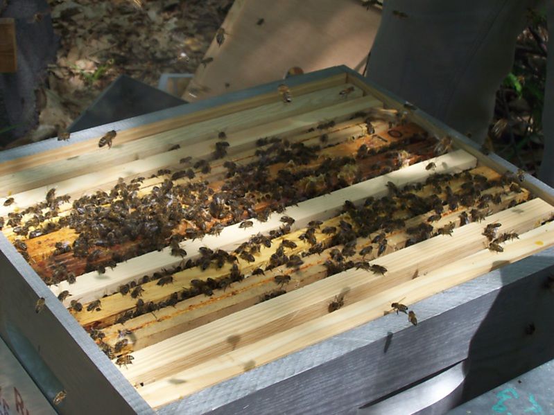 La ruche Fée des neiges