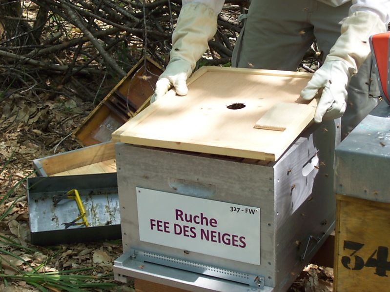 La ruche Fée des neiges