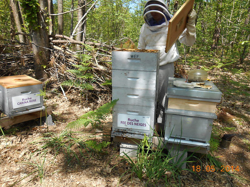 La ruche Fée des neiges