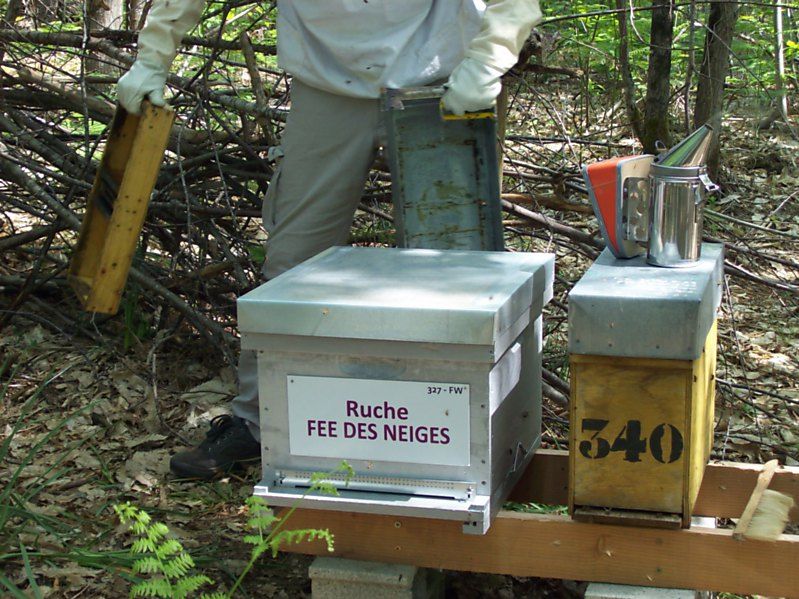 La ruche Fée des neiges