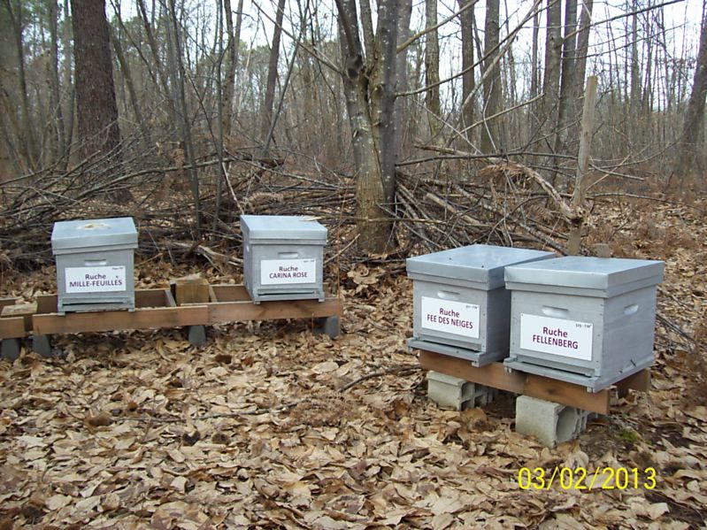 La ruche Fée des neiges