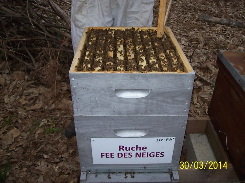 La ruche Fée des neiges