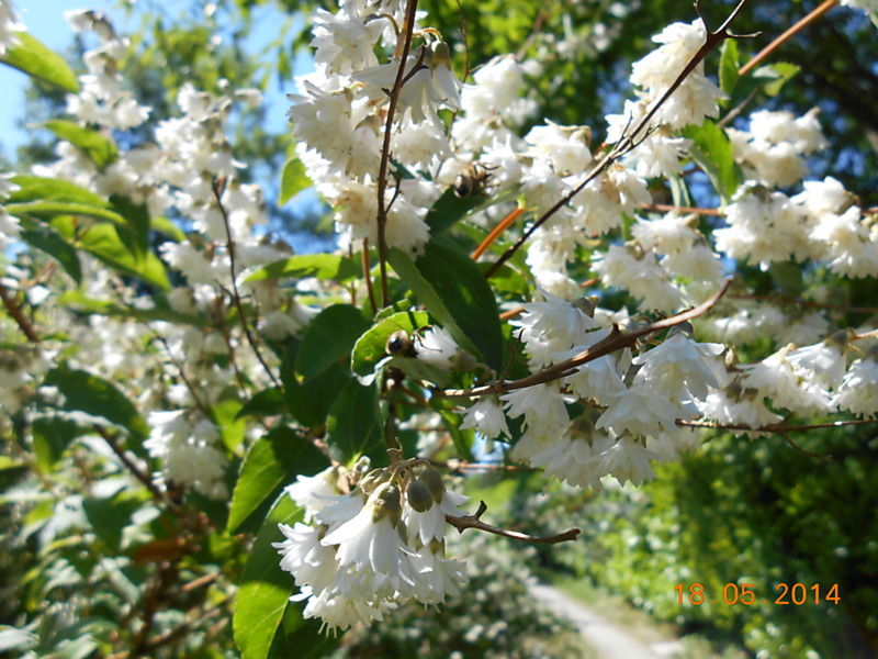La ruche Fée des neiges