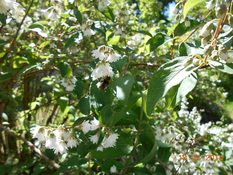 La ruche Fée des neiges