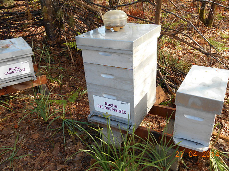 La ruche Fée des neiges